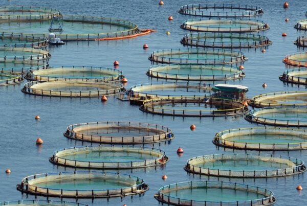 HDPE pipes for aquaculture sostenibilità e sicurezza dal mare alla tavola