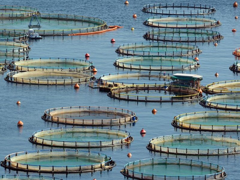 HDPE pipes for aquaculture sostenibilità e sicurezza dal mare alla tavola