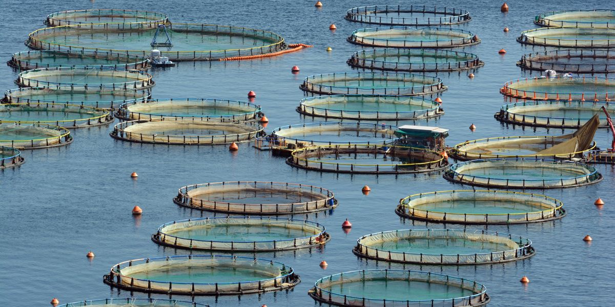 HDPE pipes for aquaculture sostenibilità e sicurezza dal mare alla tavola