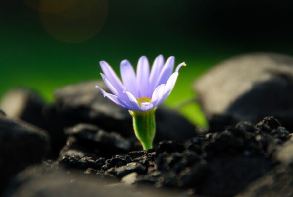 Lutto e rinascita emotiva come ritrovare equilibrio dopo la perdita