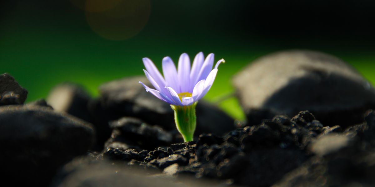 Lutto e rinascita emotiva come ritrovare equilibrio dopo la perdita